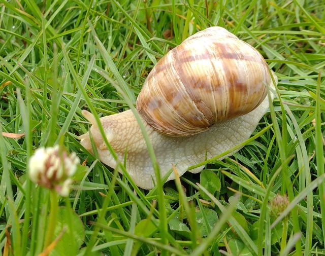 A snail the Romans left behind.