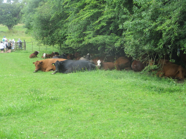 Resting cows trying to avoid the flies as we head up the Cotswold Way to Painswick