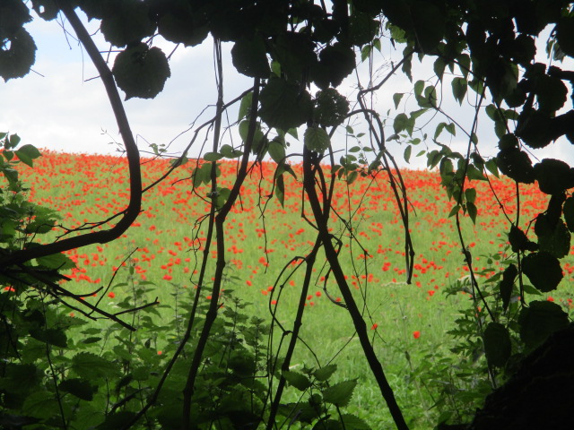 Amazing fields of poppies on one side