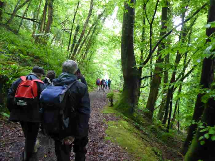 We descend into Coaley Wood