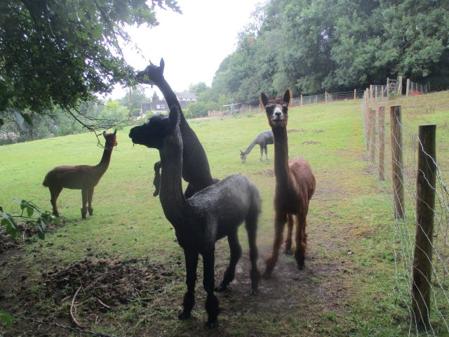 Alpacas below Painswick. Didn’t know they could reach up for leaves.