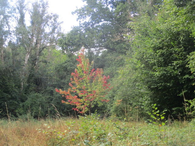 These beautiful acers were planted a few years ago as biggish trees