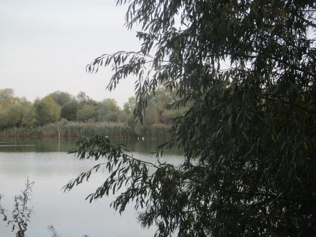 Sue reckons they are Egrets on the lake