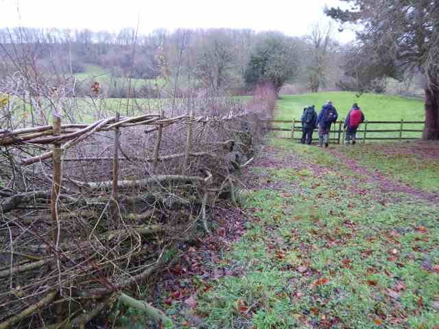 A skilfully laid new hedge