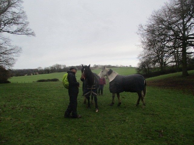 We are greeted by some horses