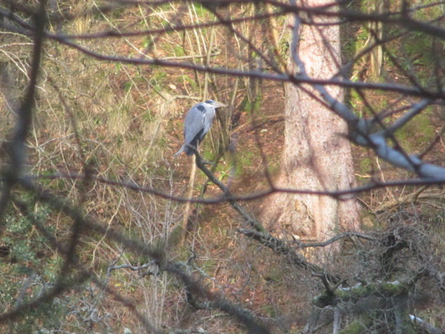 And a heron