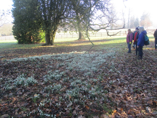 We look at the snowdrops in their garden