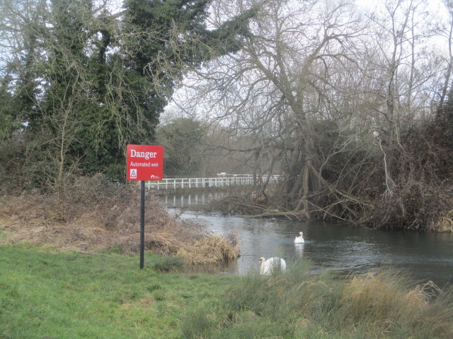 Can the swans read the sign?
