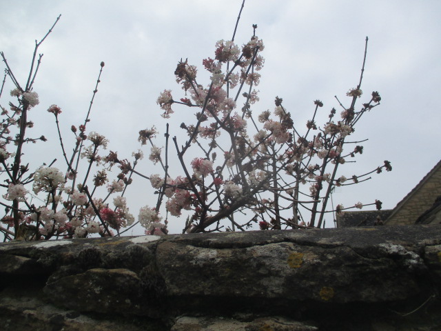 Blossom – a sign of Spring, despite the cold day
