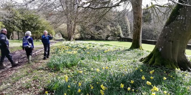 Drifts of daffodils at Edgeworth Manor