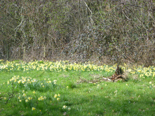 But fields of yellow