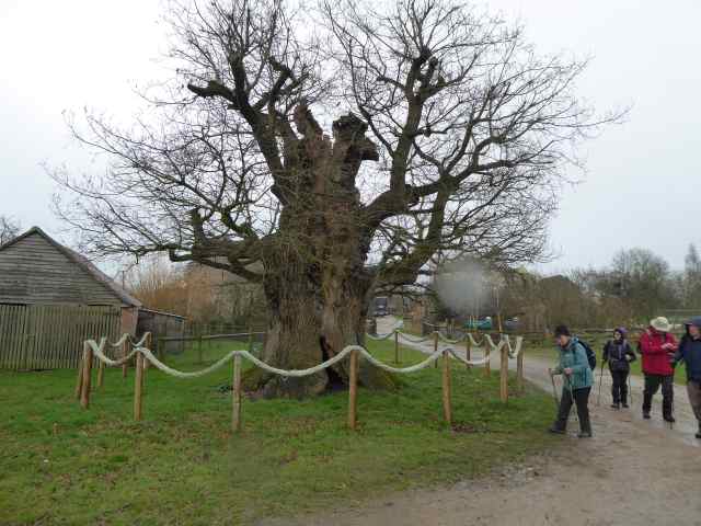 Another venerable tree at Wick Court