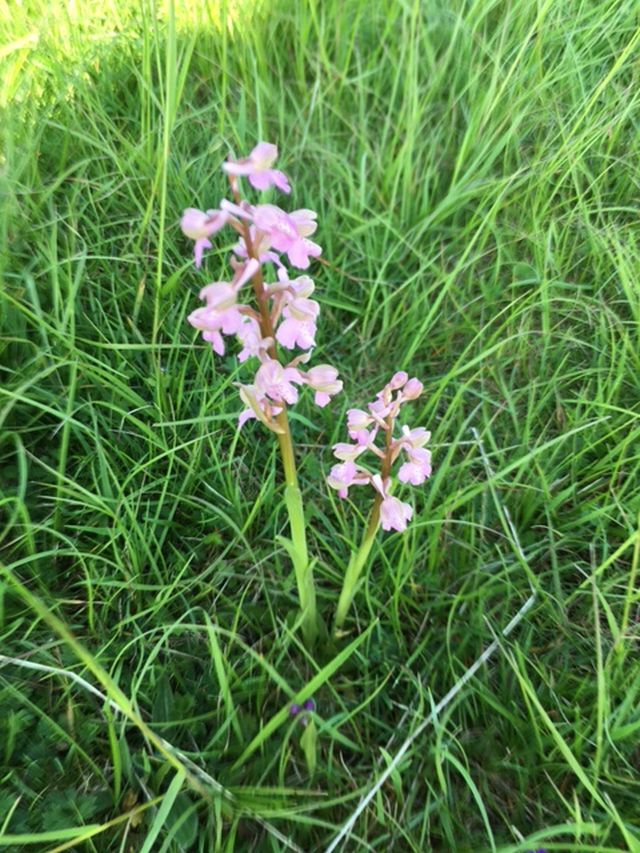  Pink green winged orchid