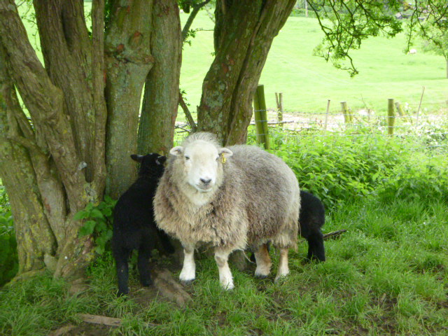 A Herdwick with her two lambs