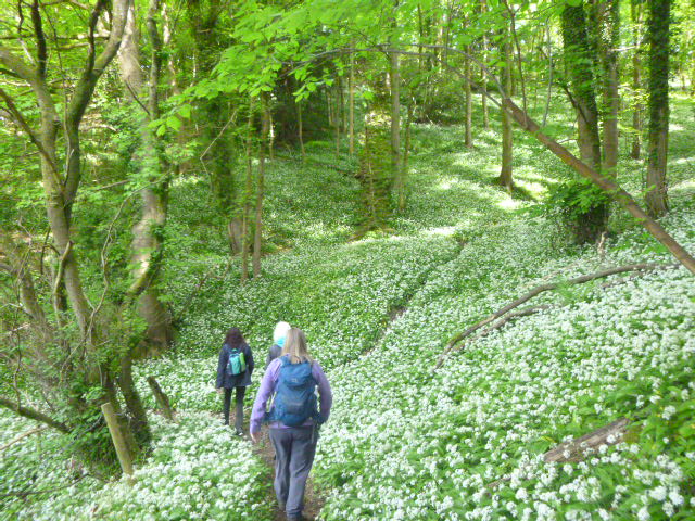 Then descend down through woods of wild garlic