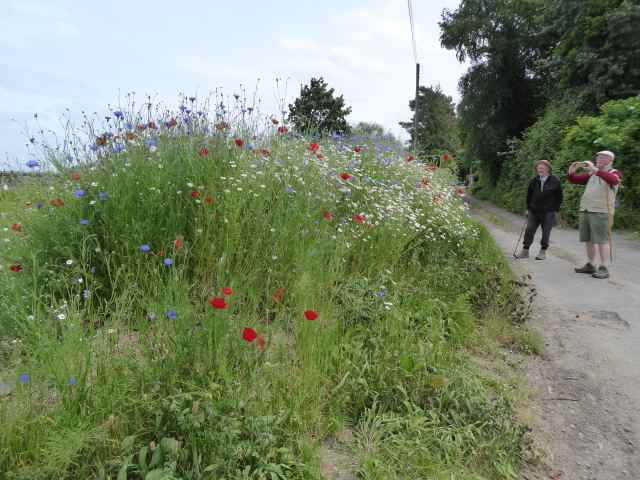 What a display of Spring flowers!