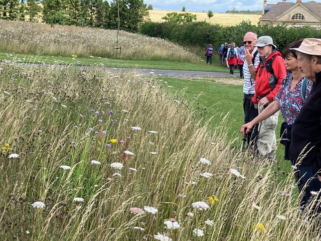 We set off again and gaze over the wild flowers on set aside farm land