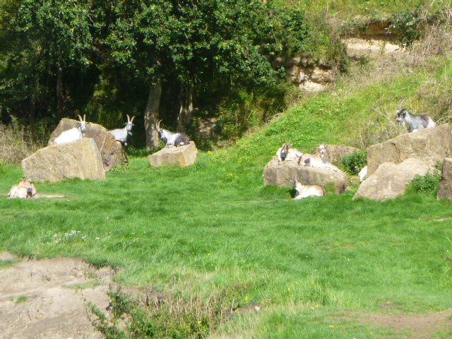The goats sunbathing ….