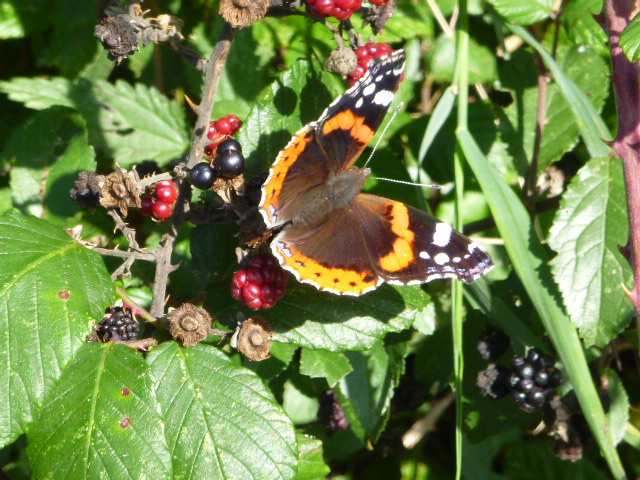 A Red admiral with the last of the blackberries