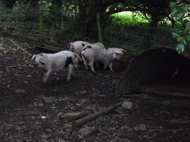 Three Old Spot piglets get our attention