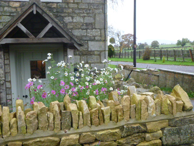 At Harescombe cosmos is still in flower