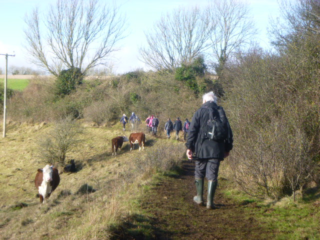 Then back up and along a contour path where the cattle are used to people
