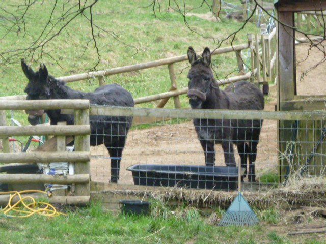 We cross the main road and stop for coffee where we are watched by these donkeys