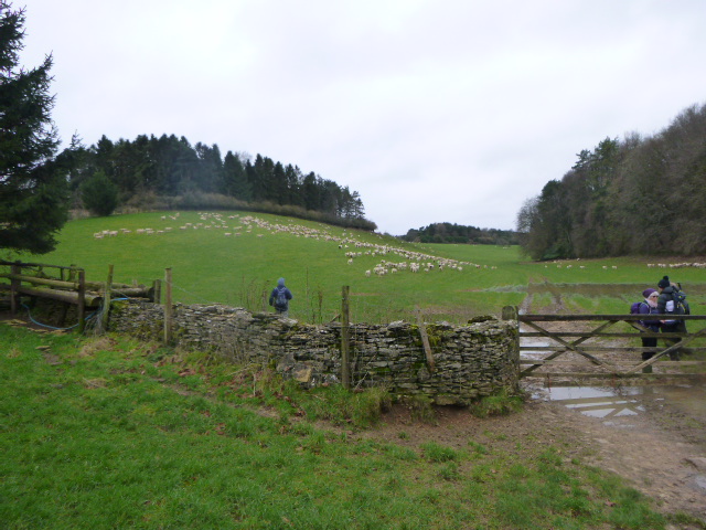 Hundreds of sheep at Ledgemoor Bottom