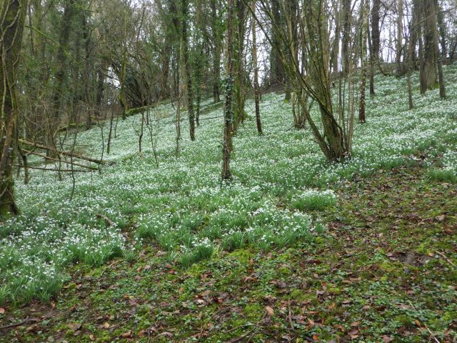 Where, to my relief, there are loads of snowdrops