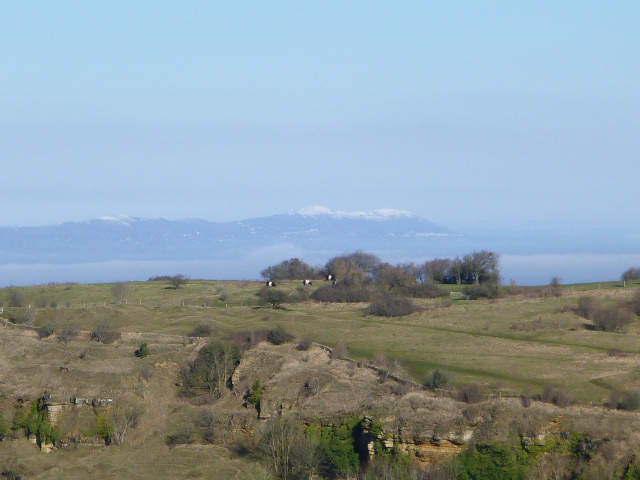 From Barrow Wake car park we can see across to the snow on the Malverns and the Belted Galloways on Crickley Hill Iron Age Fort