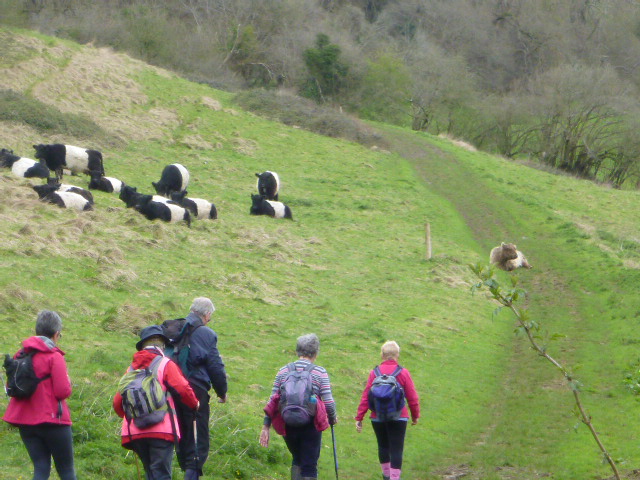 Into Boundary Court where the lone Brown and White Belted Galloway seems happy to have us walk past