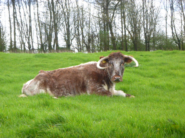 A Longhorn at Lower Lutheredge Farm