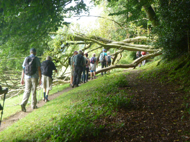 Group of hikers walking through a forest path.