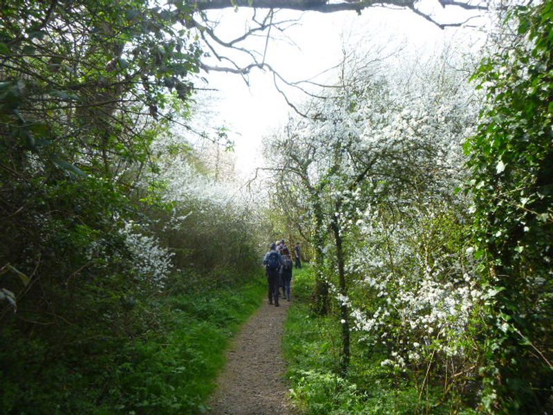 P1030458a People walking on path through blooming forest