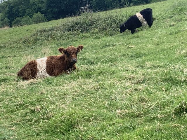 Belted Galloway cows resting in a green field.