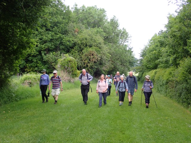 Group hiking through verdant countryside trail