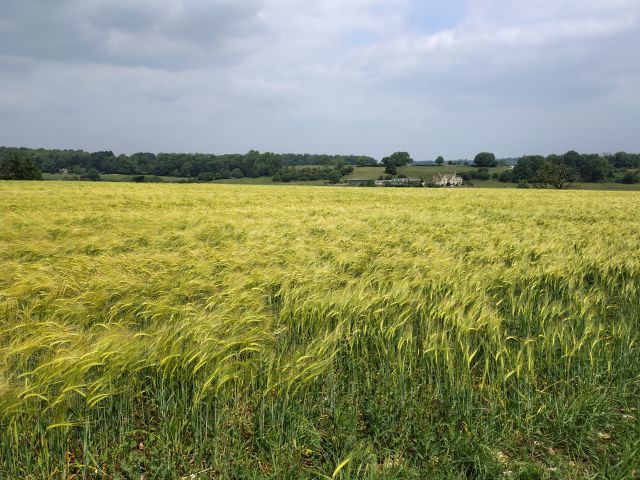 Vast golden field under cloudy sky
