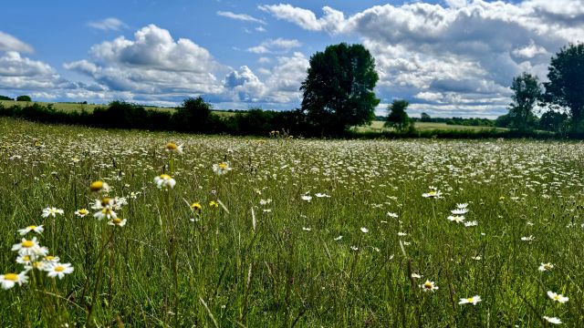 Countryside meadow with daisies under blue sky.