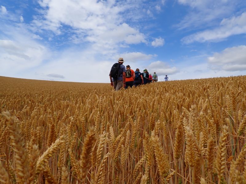 Group walking through a wheat field under blue sky.