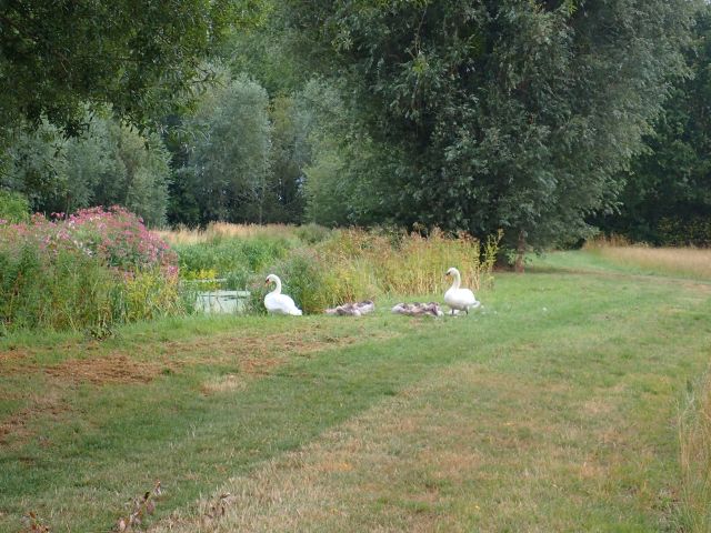 Swans and cygnets by a pond in lush parkland.