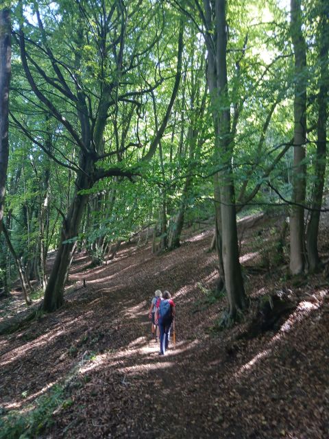 People hiking on a wooded path in sunlight.