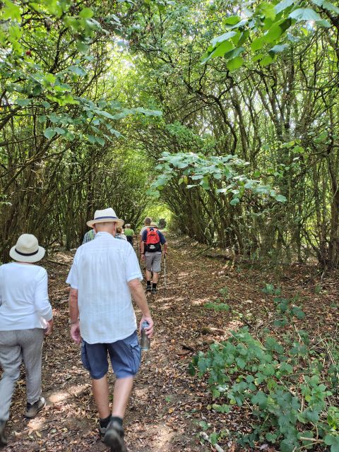 Walking through an avenue of trees.