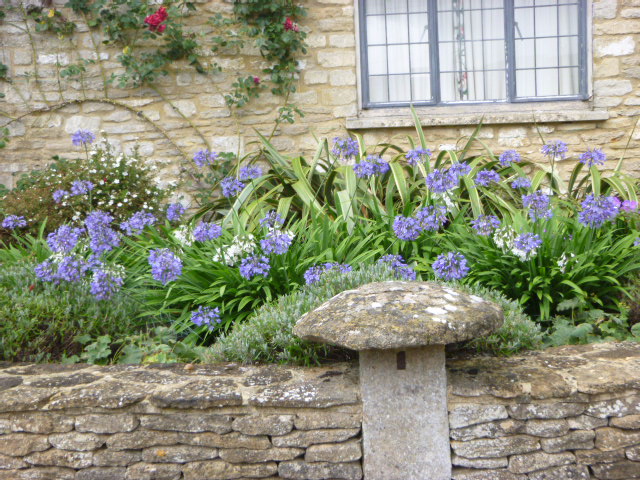 An agapanthus bed