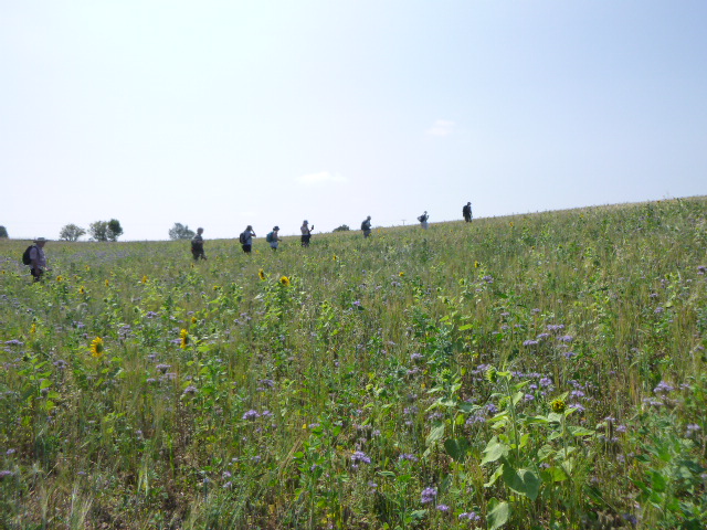 People walking through a wildflower meadow