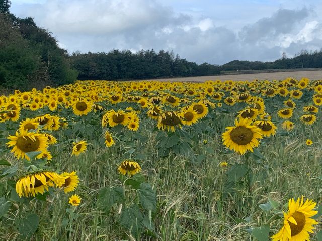 Field of sunflowers under cloudy sky