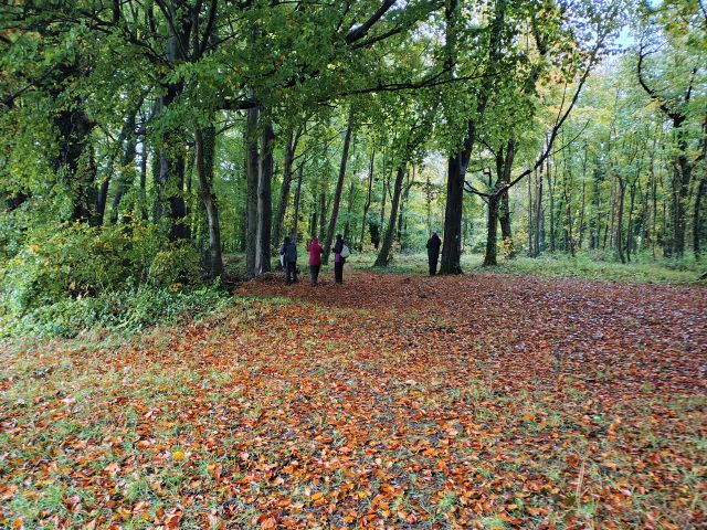 People walking in autumn woodland.