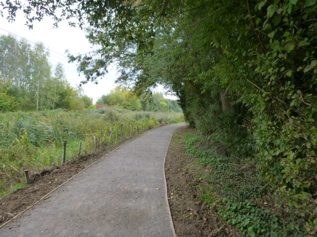 Forest pathway with trees and greenery.