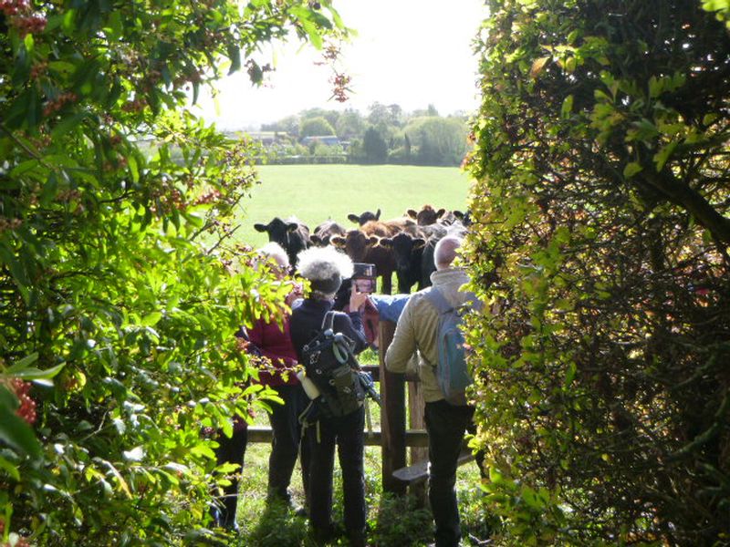 People observing cows through hedge gap