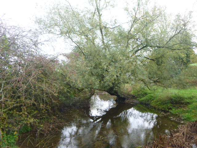 Tree overhanging a tranquil creek in countryside.