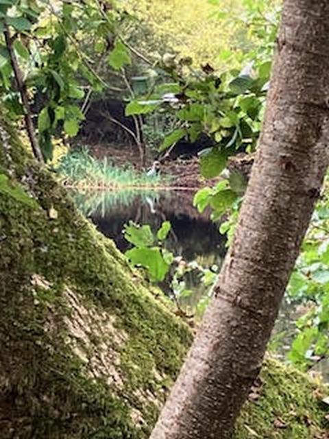Mossy tree by a tranquil forest pond.